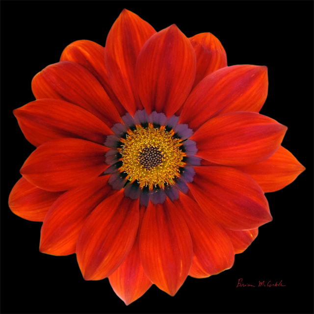 (image for) Red Ganzia